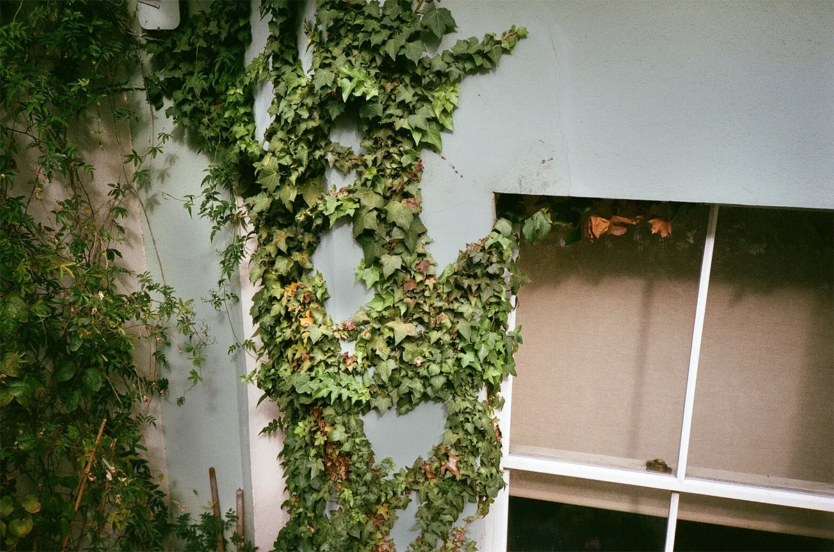 Vines.jpg