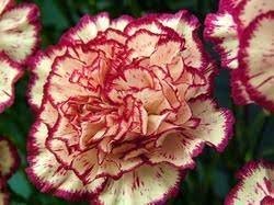Flowergram