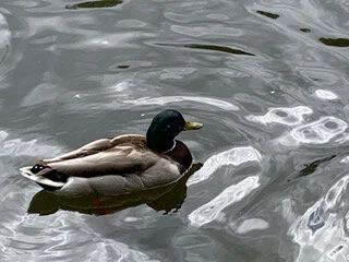 Surrender Yourself to the Present Moment