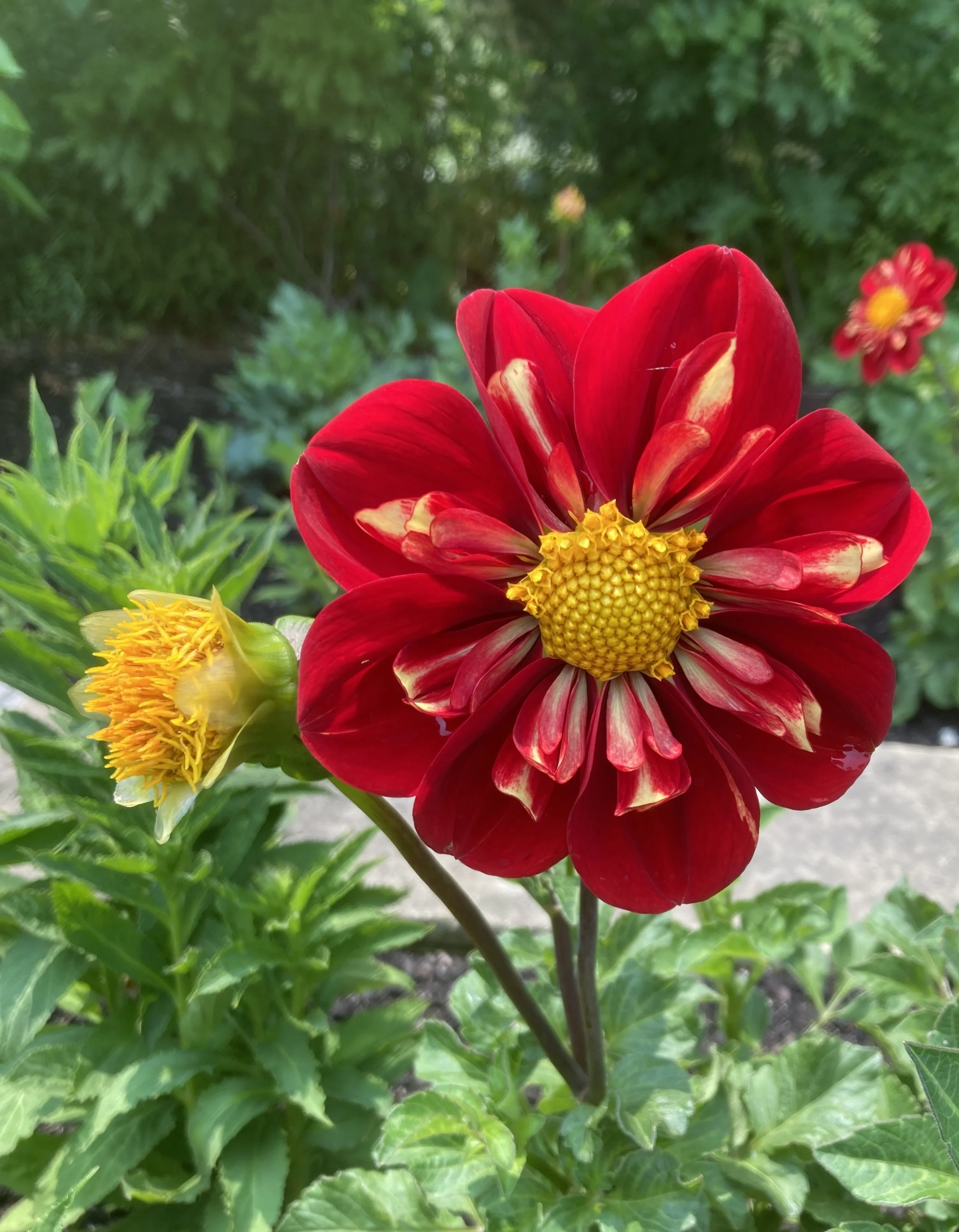 Community Meditation for Valentine's Day: Love and Friendship: Restoring Balance