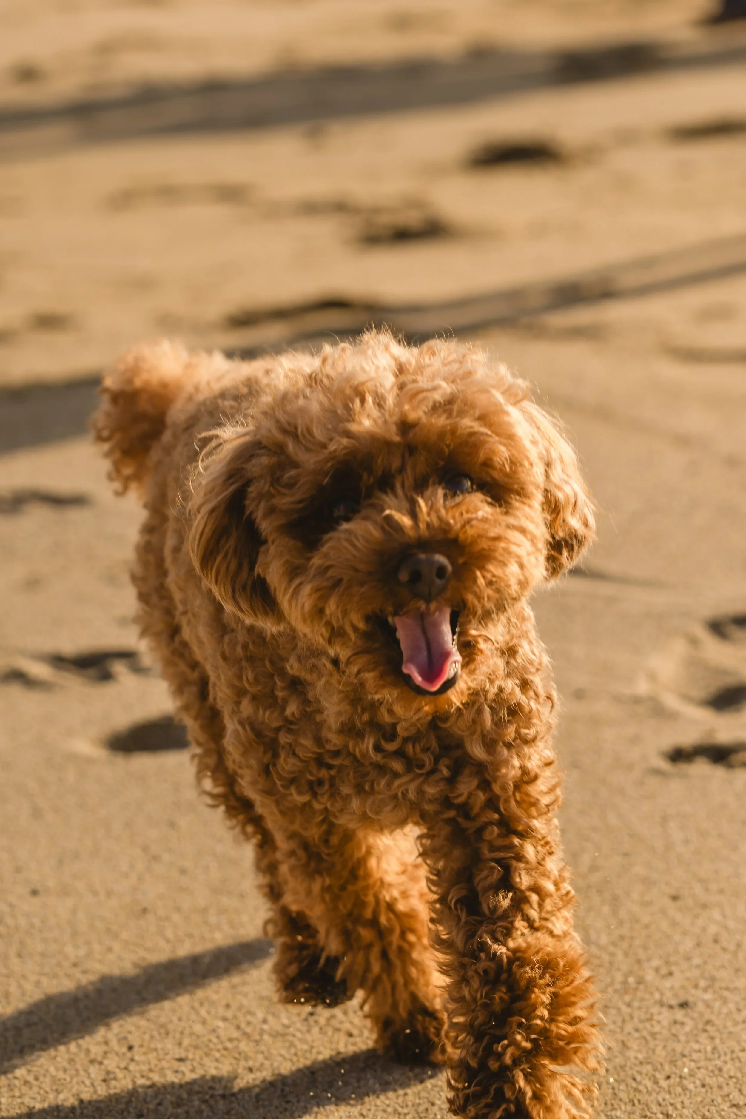 Close portrait of a curly brown poodle mix trotting across sunlit sand with its tongue out and footprints scattered around it