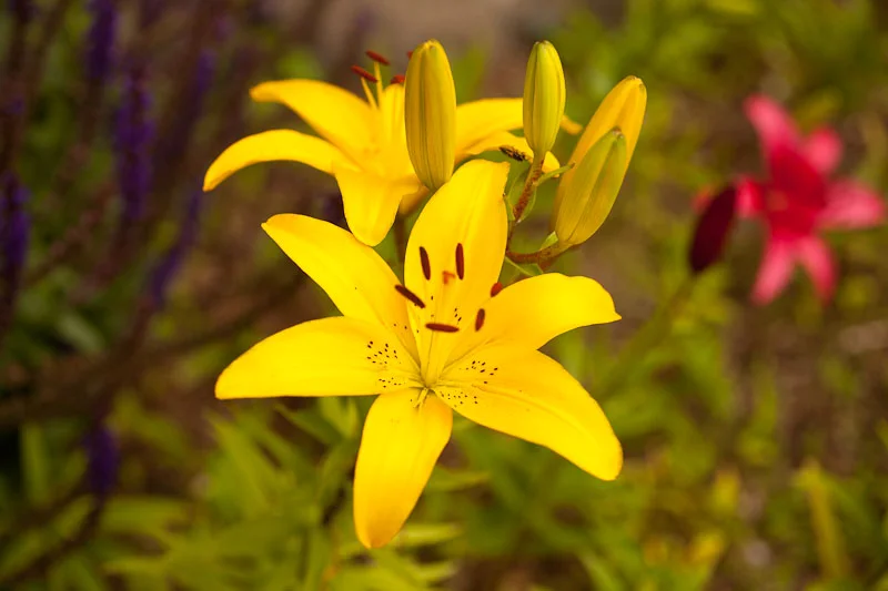 Weed pressure: Low - Sense of satisfaction: High