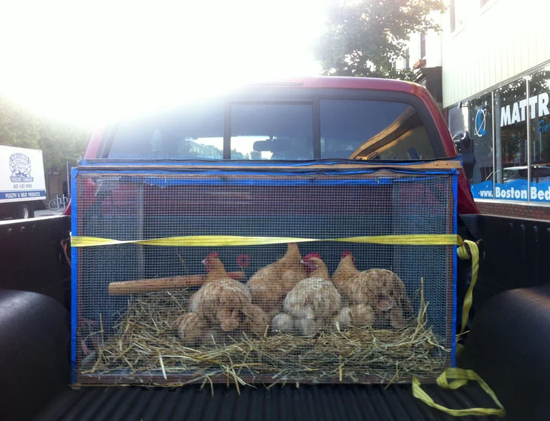 Processing Poultry, In Life and Death...