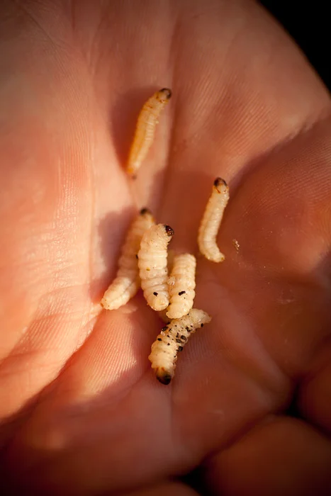 Death, destruction and . . . peace!