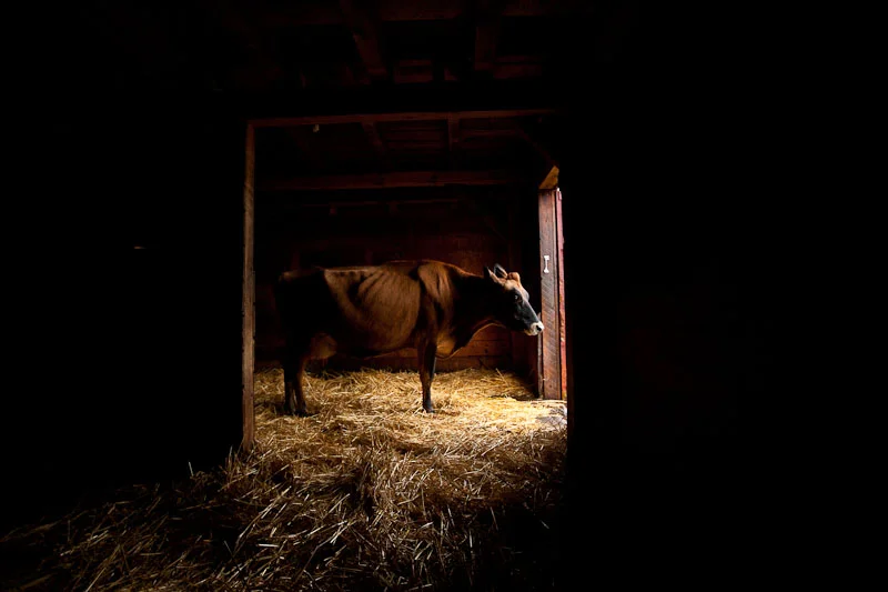 Chop Wood, Manage Water