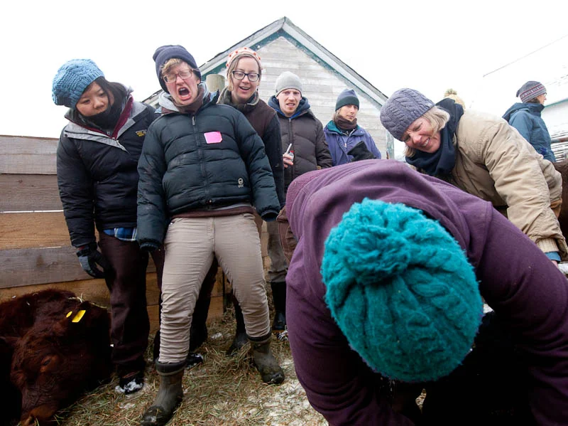 Taking the bull by the...