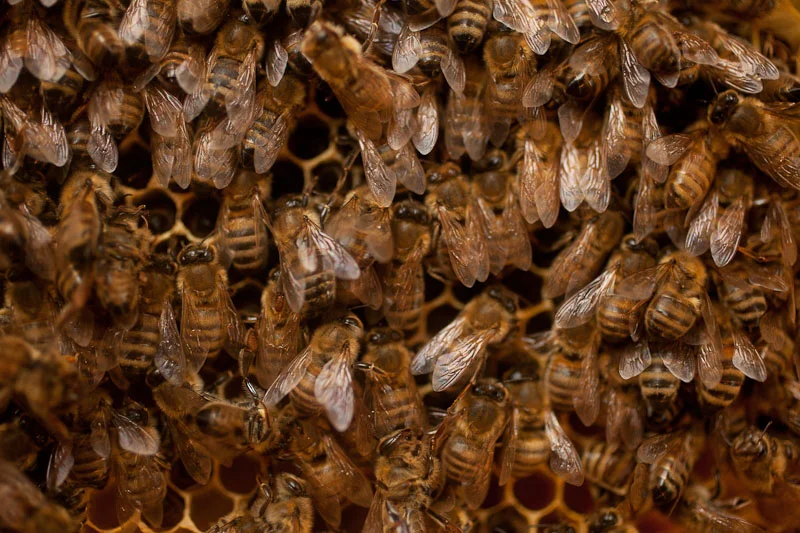 They work hard for the honey