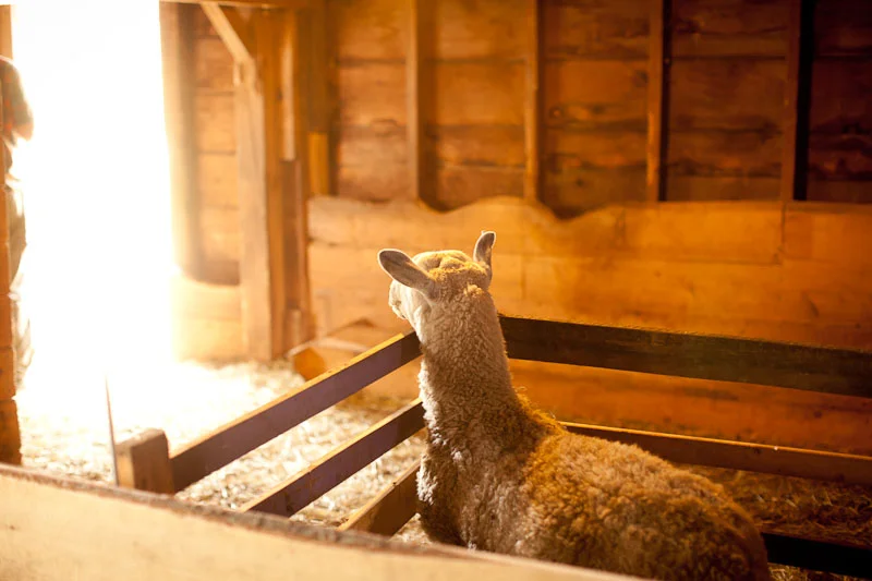 A Sheep in Sheep's Clothing