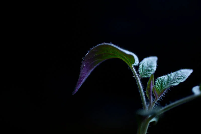 Weekend Forecast: Mostly Fluorescent and 65