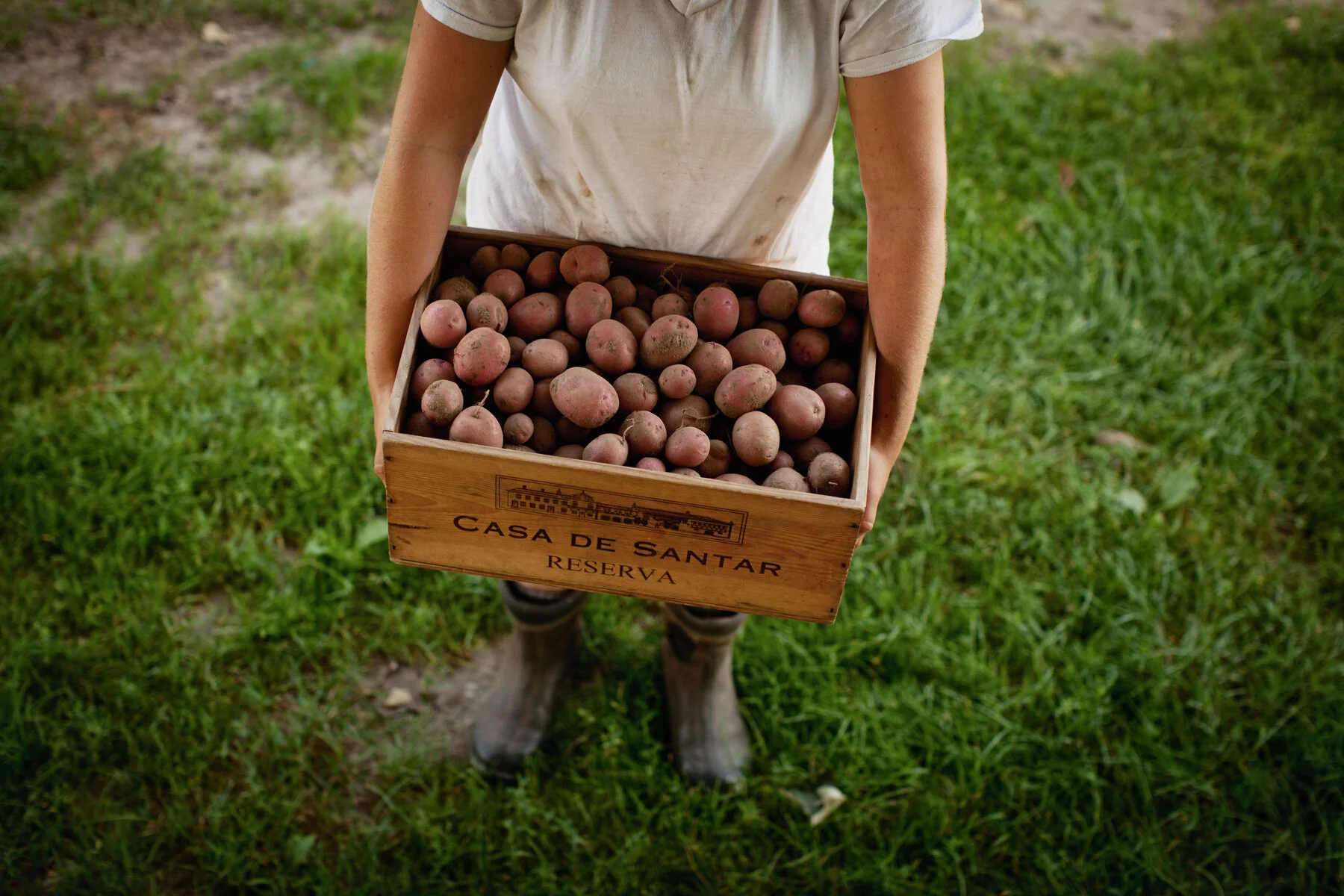 potatoe-harvest.JPG