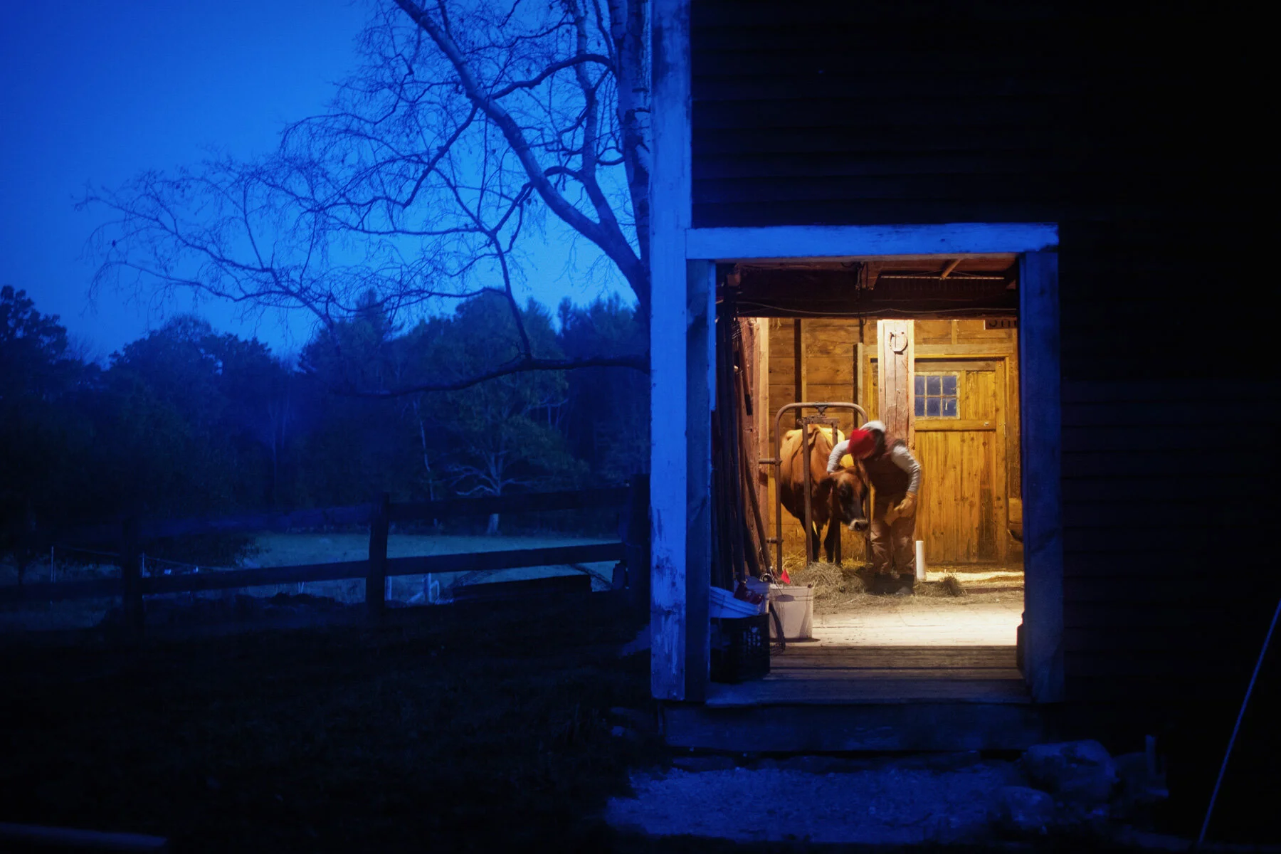 cow-barn-dawn.JPG