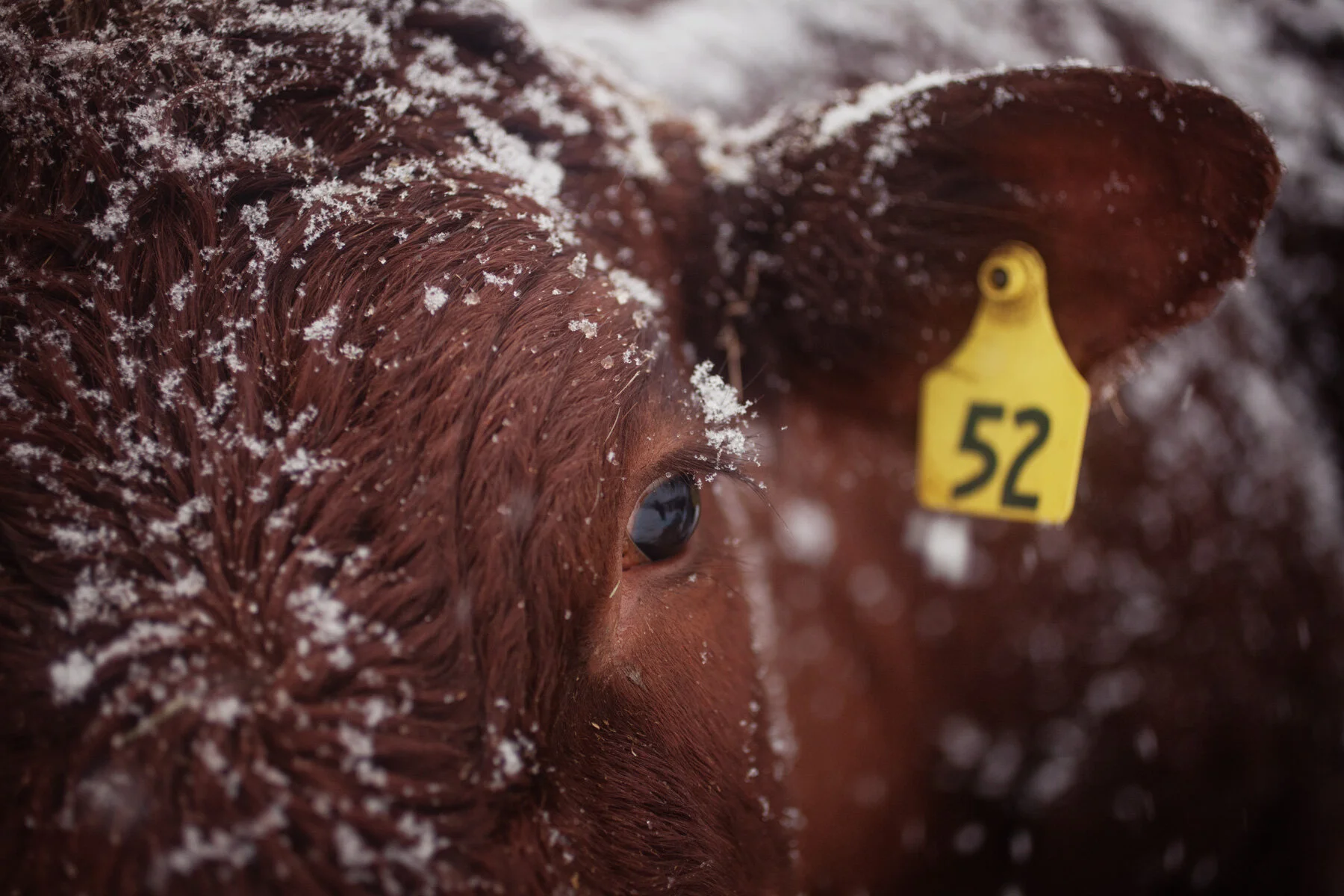 cow-snow-beef.JPG