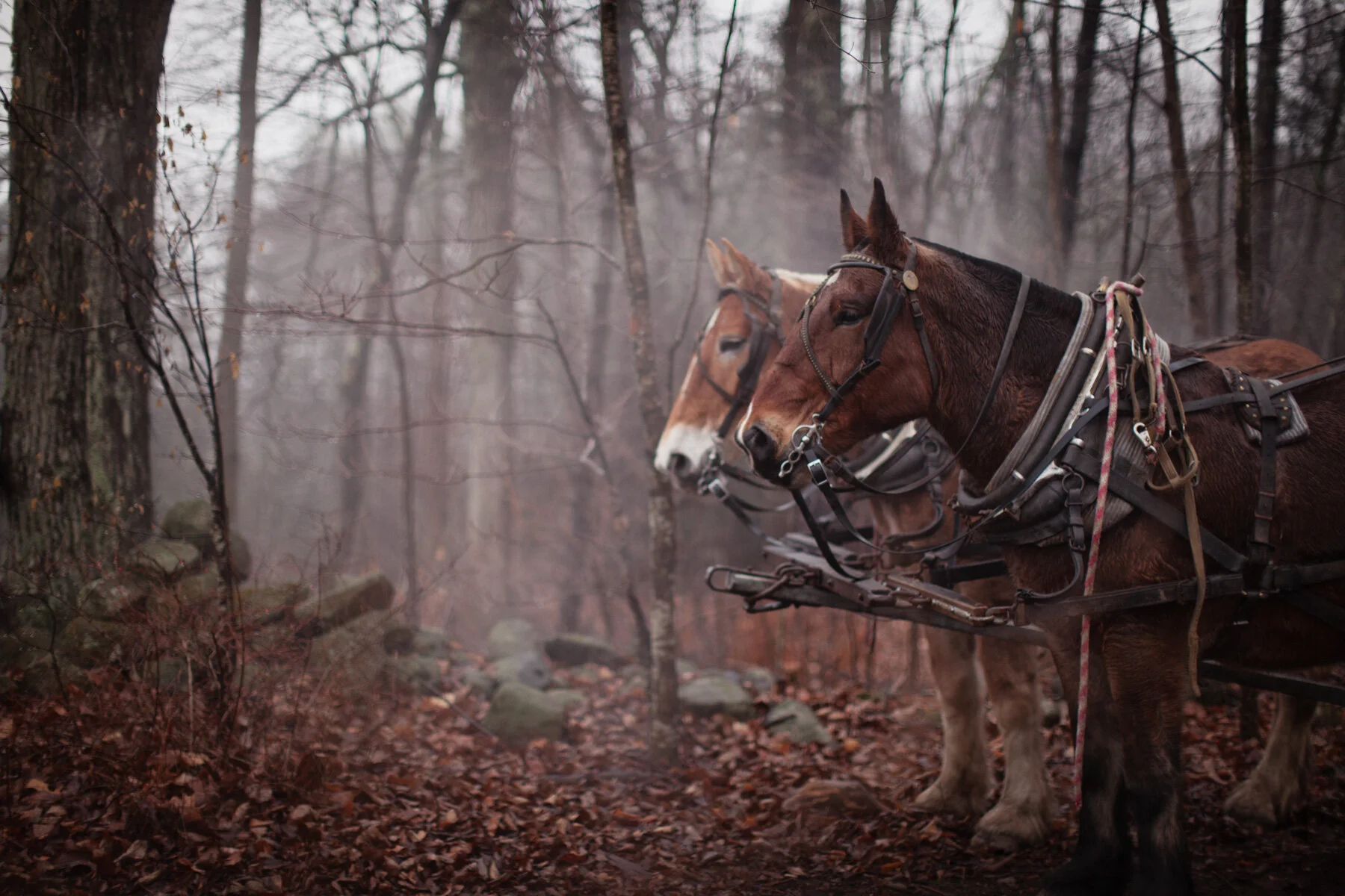 draft-horse-forest.JPG