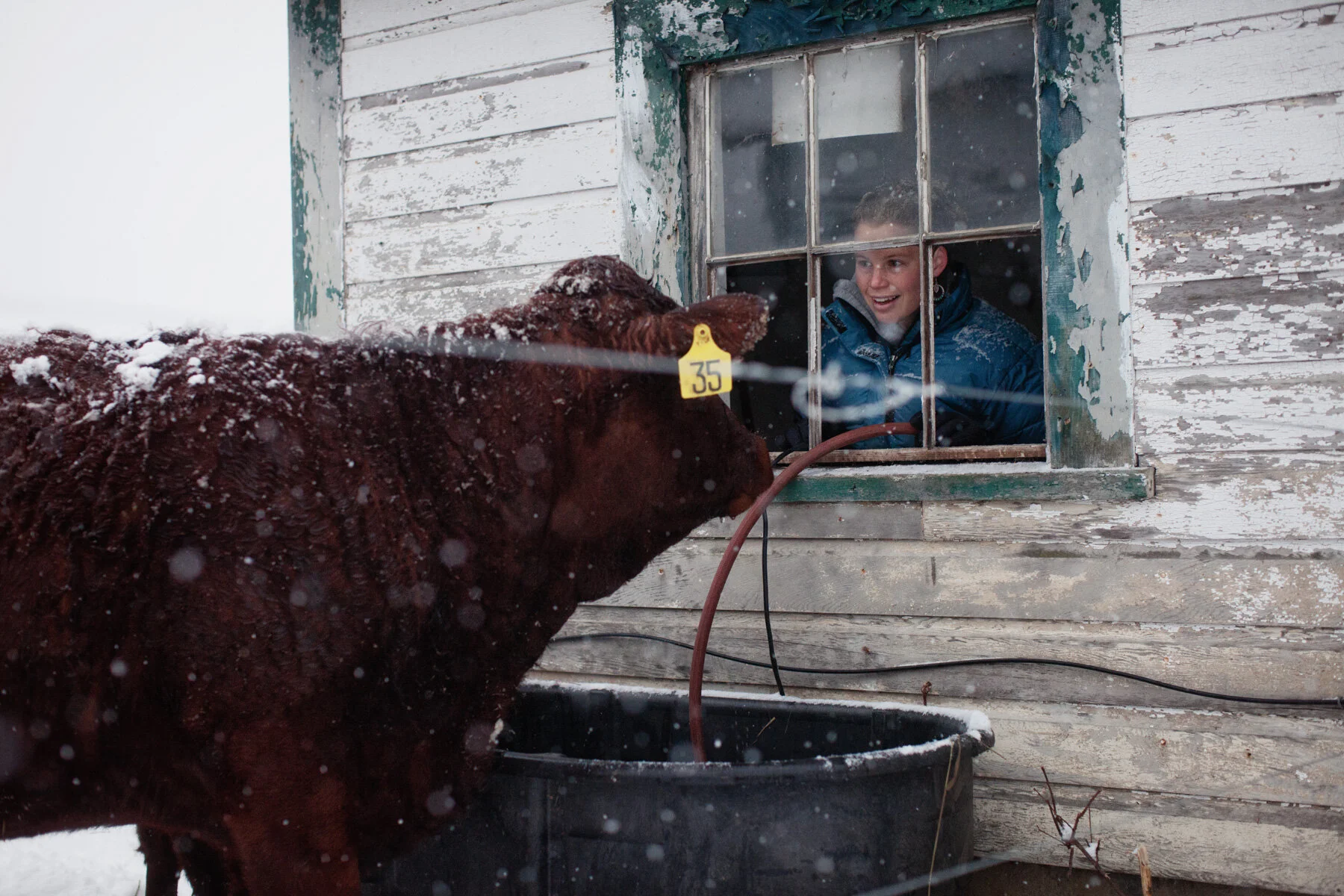farm-cow-snow-girl.JPG