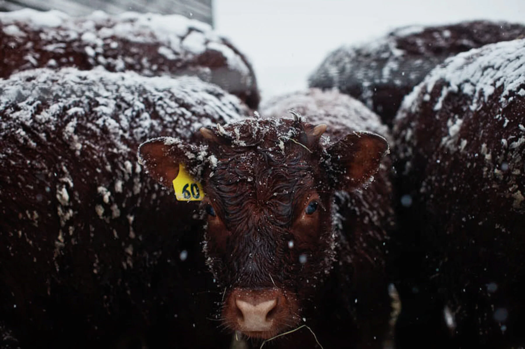 farm-cow-snow.JPG
