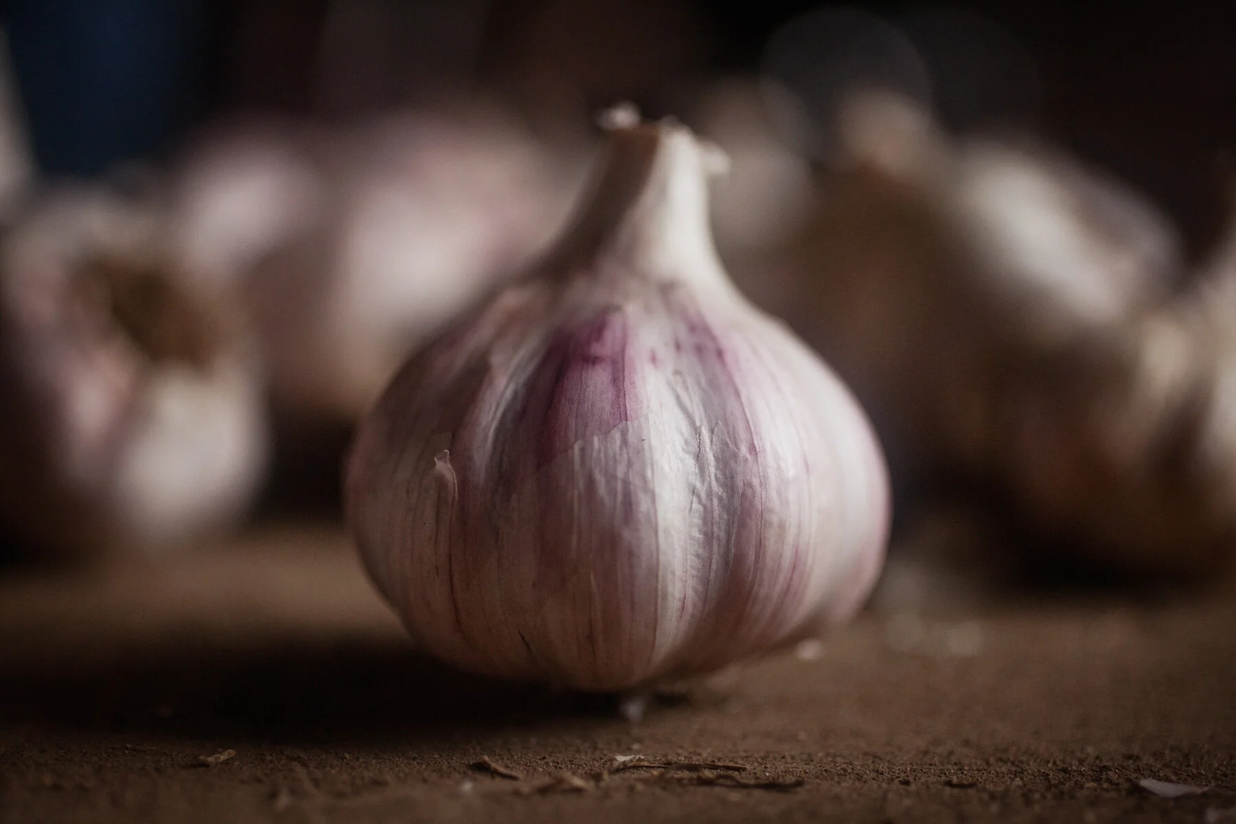farming-photo-garlic.JPG