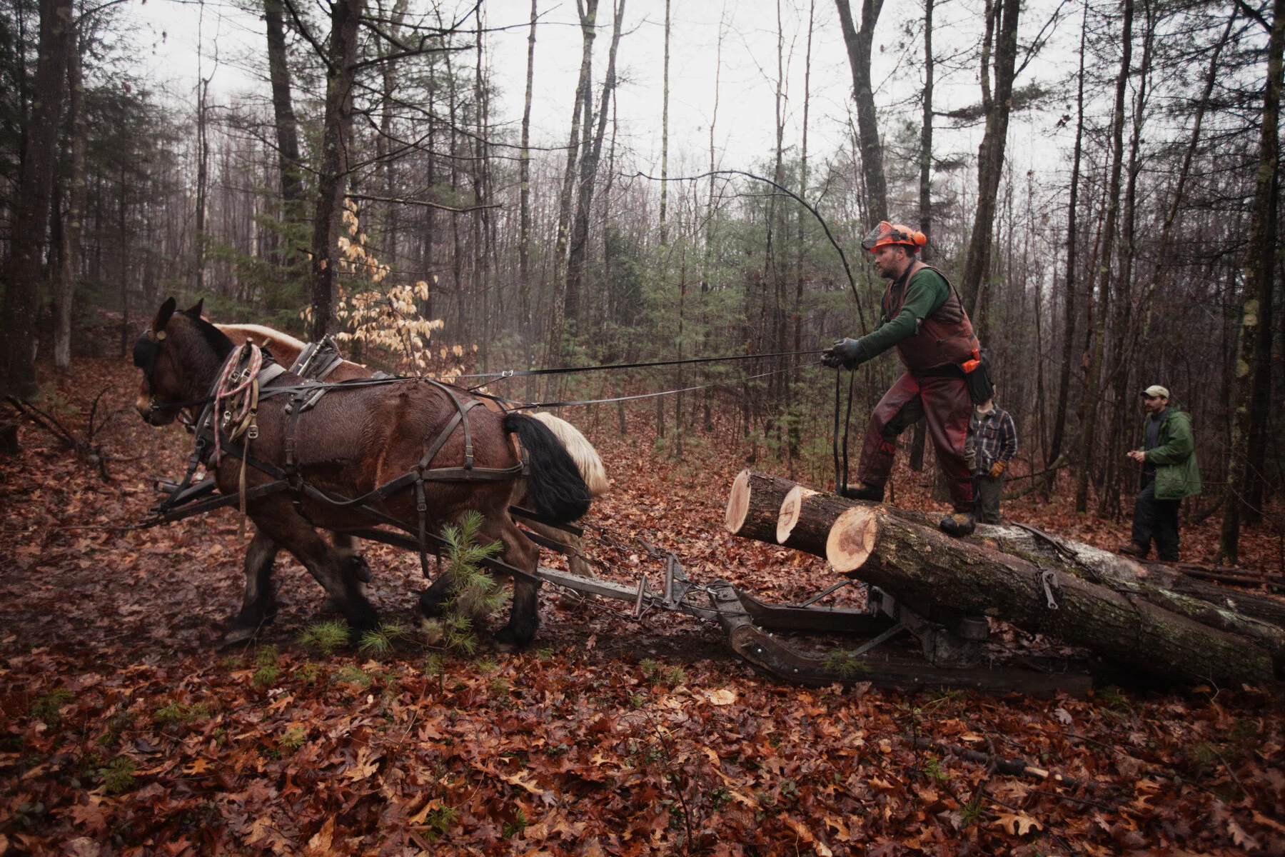 horse-power-forest.JPG