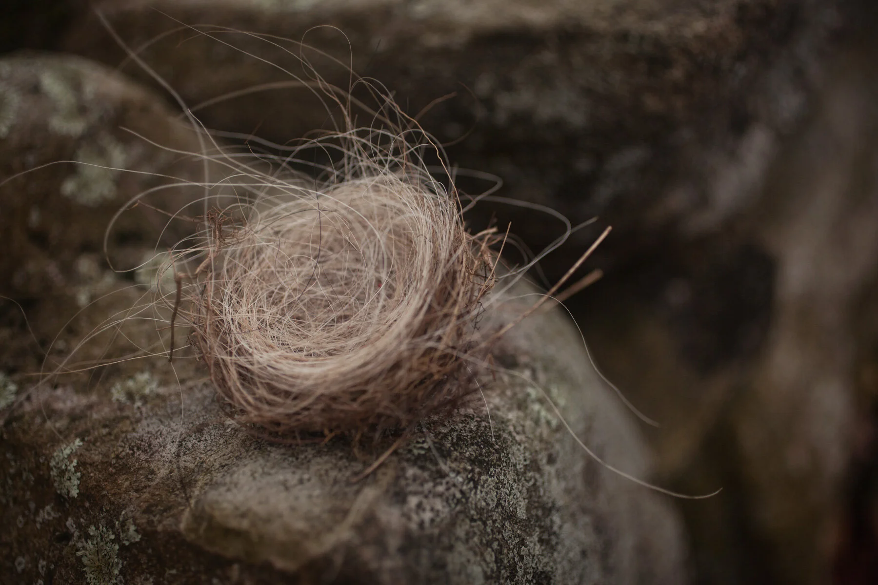 nest-hair-nature.JPG