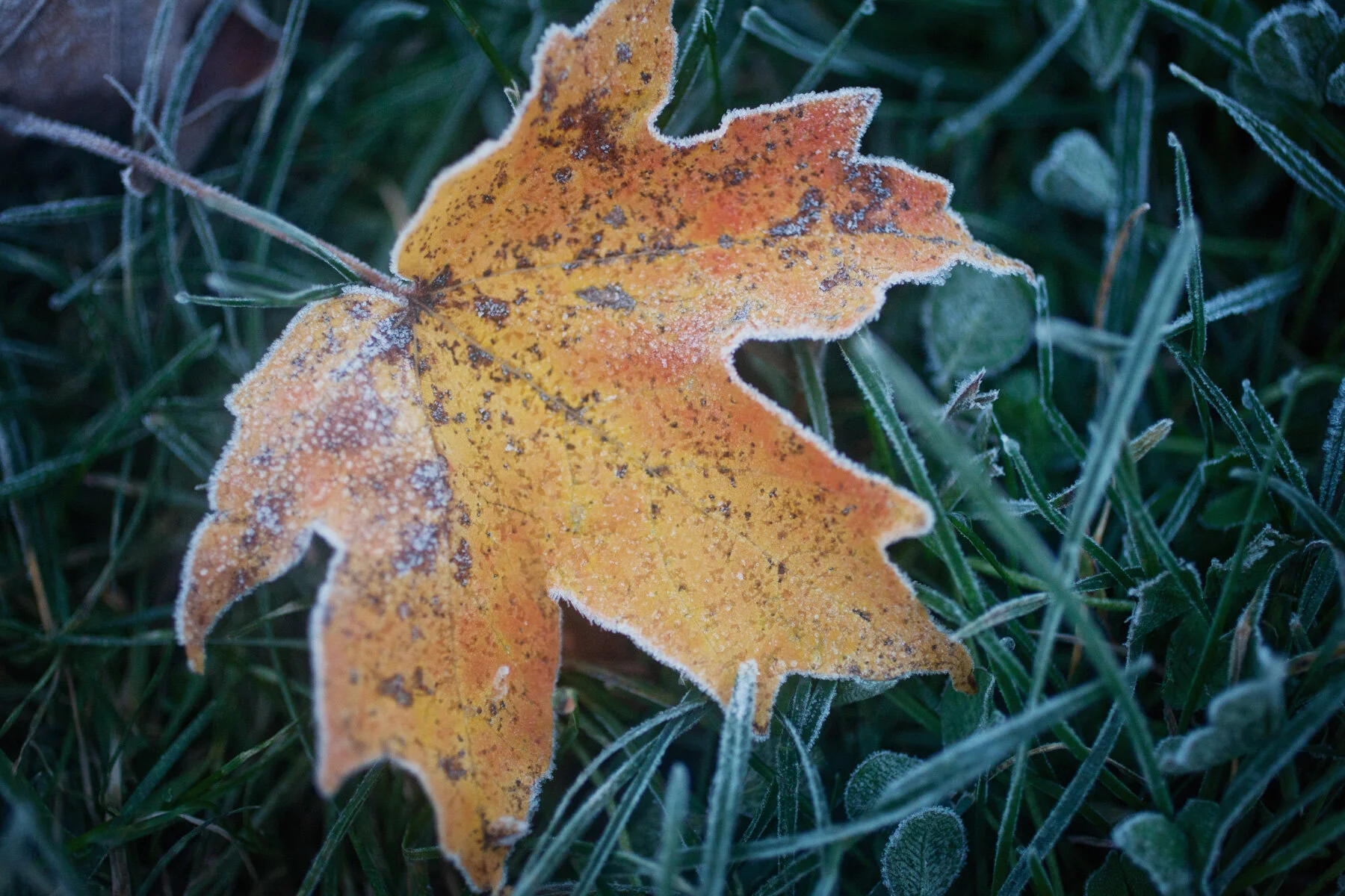 leaf-autumn-frost.JPG