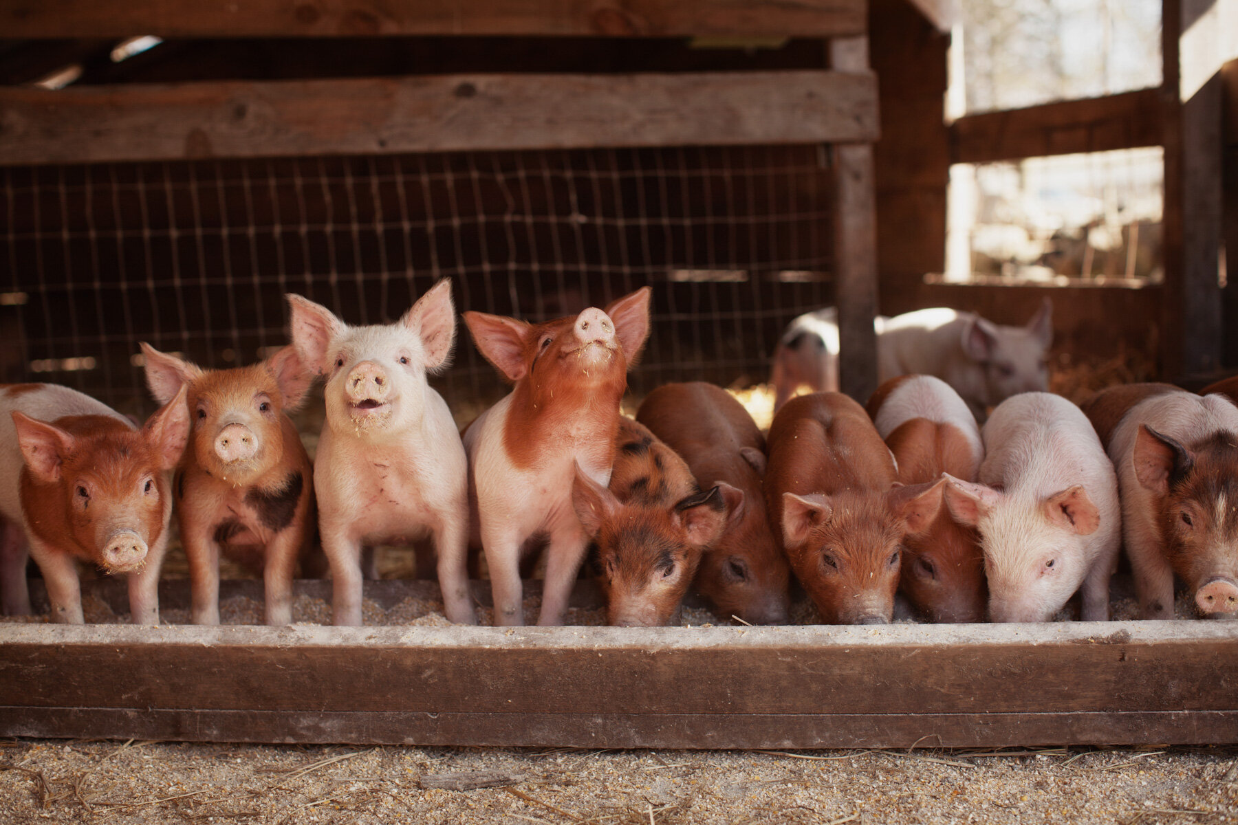 piglets-farm-eating.JPG