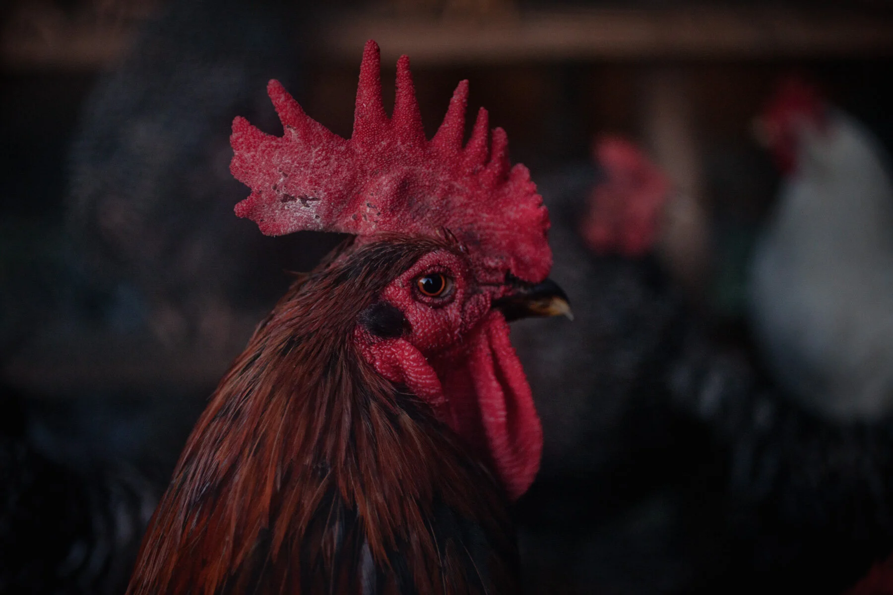 rooster-comb.JPG