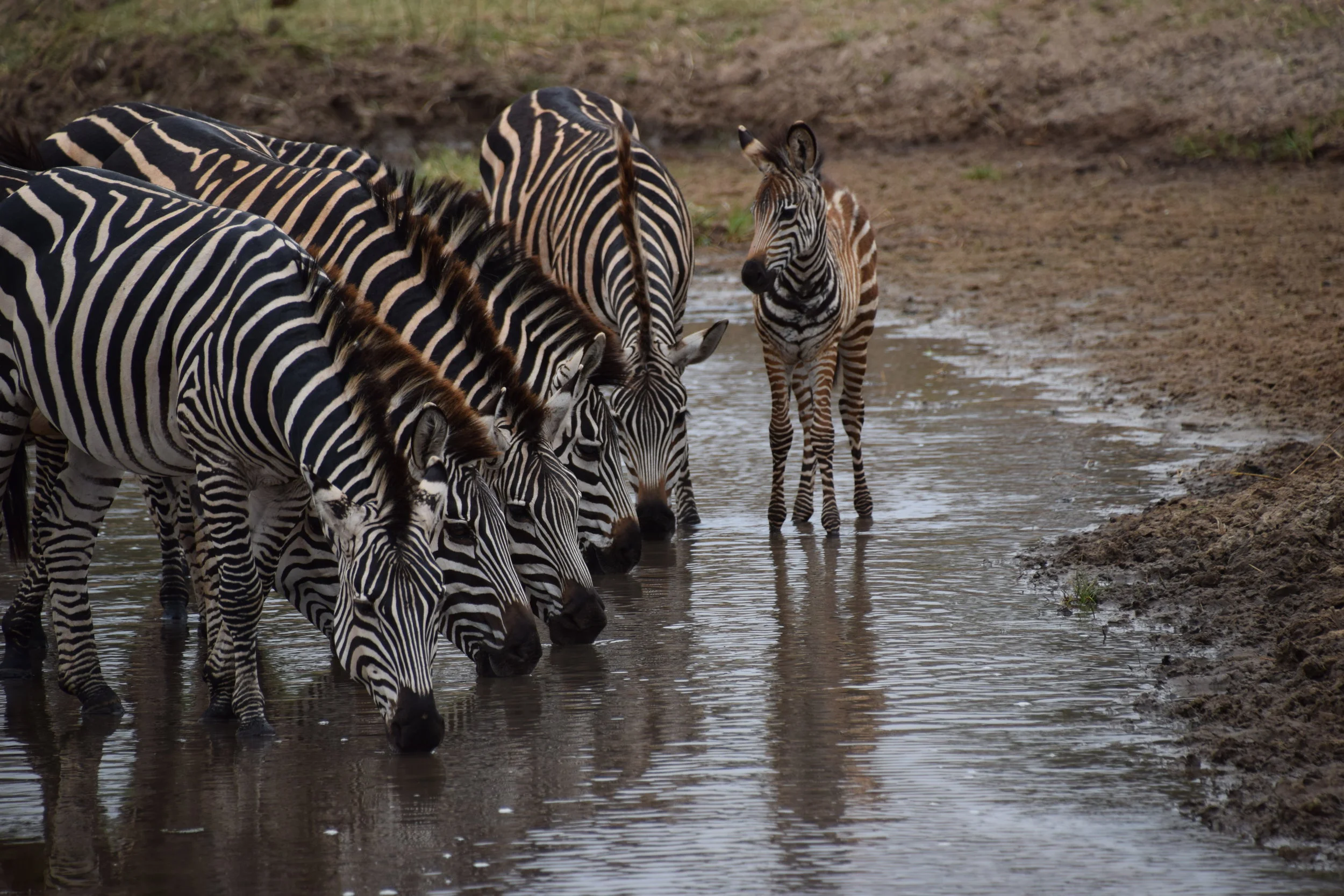hall monitor in the serengeti
