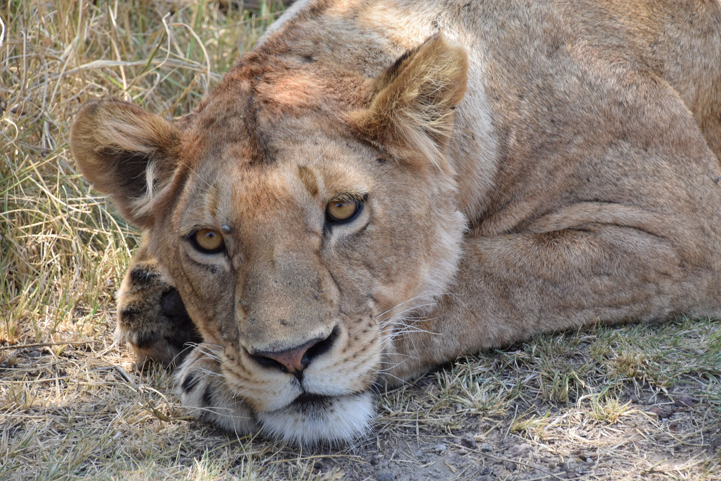 eye contact in the serengeti