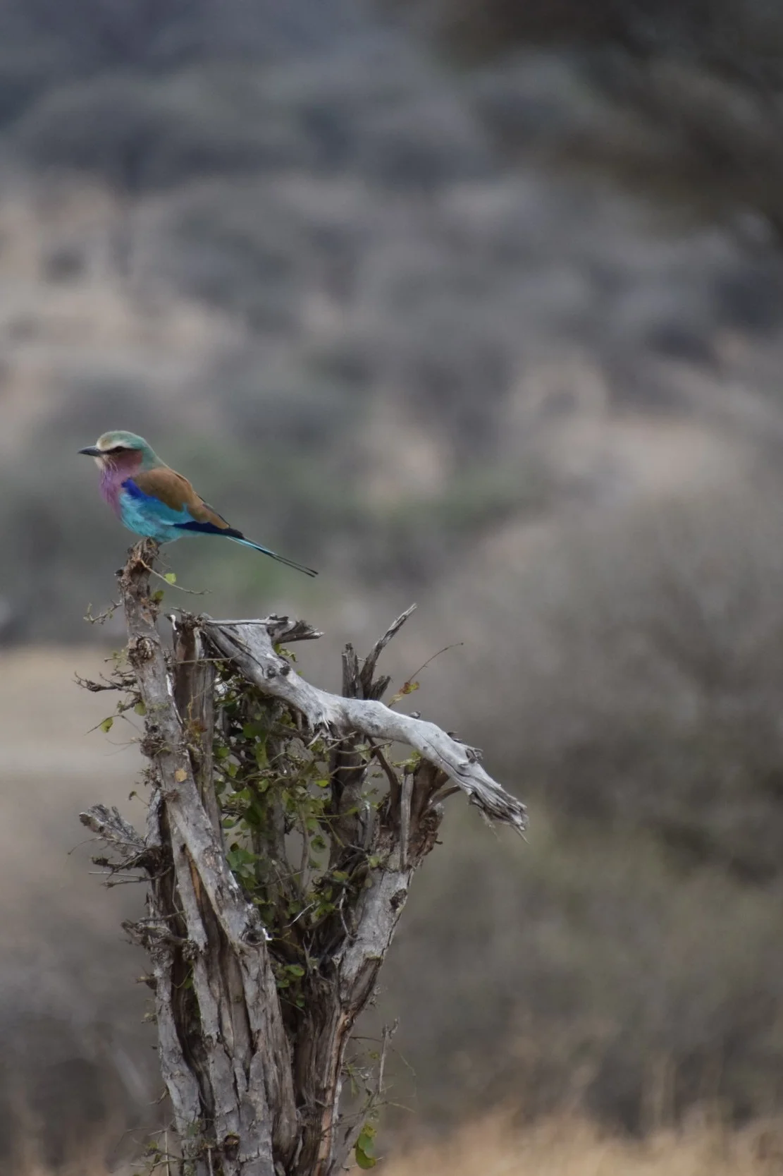 lilac breasted roller in tarangire
