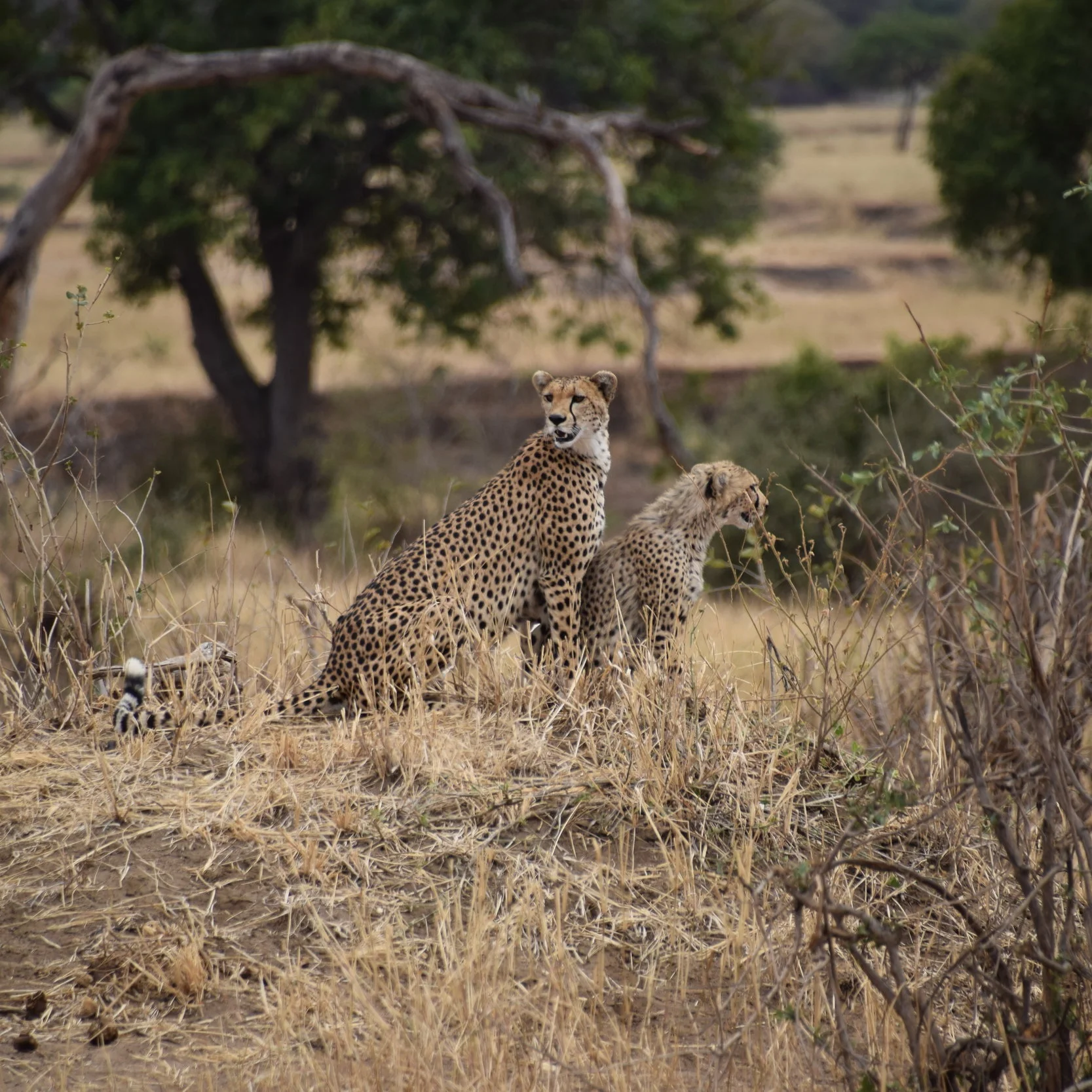 spotted in the serengeti