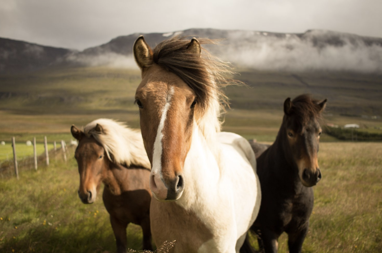 Tapas: How To Tame Your Wild Horses