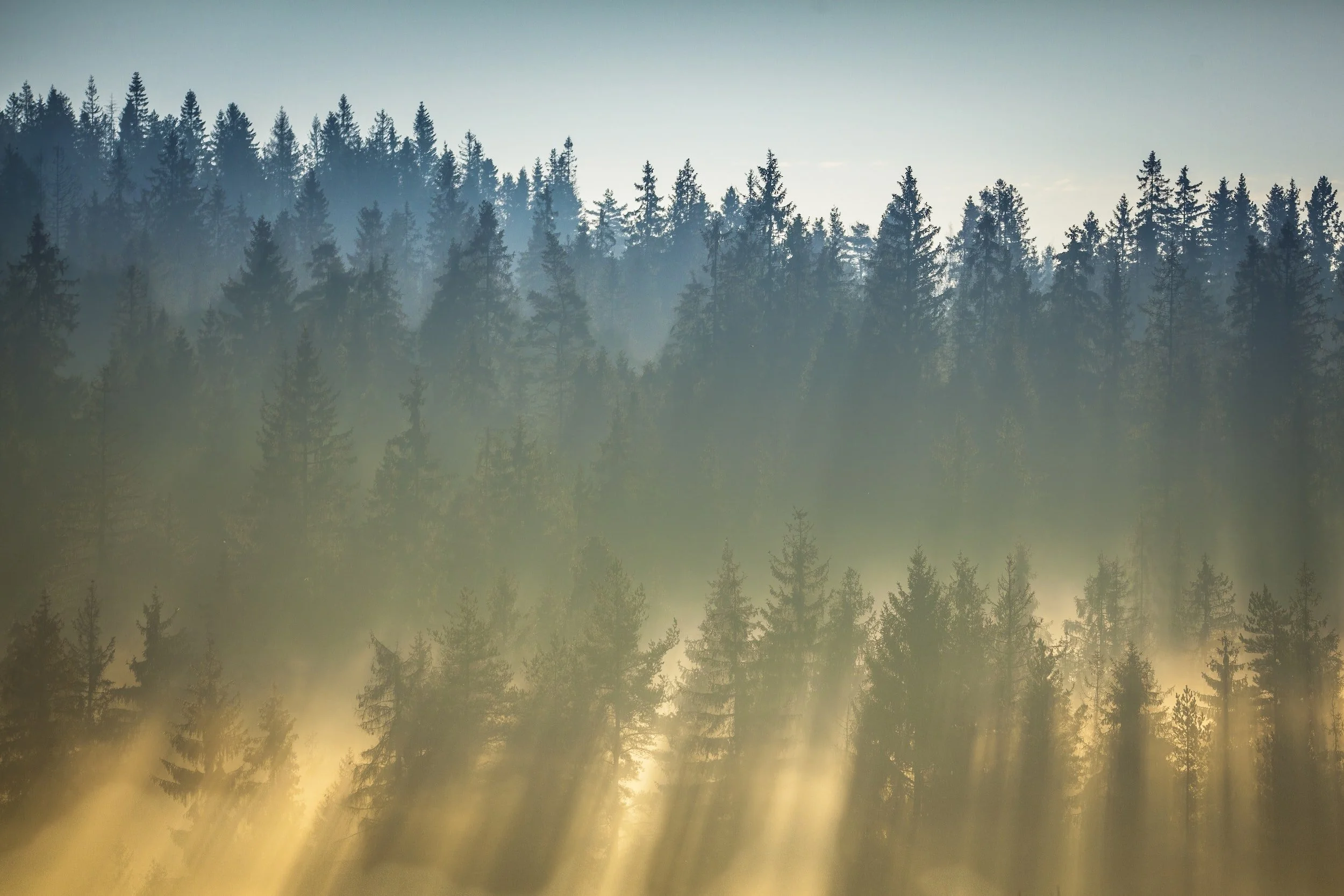 Importance of Rejuvenation