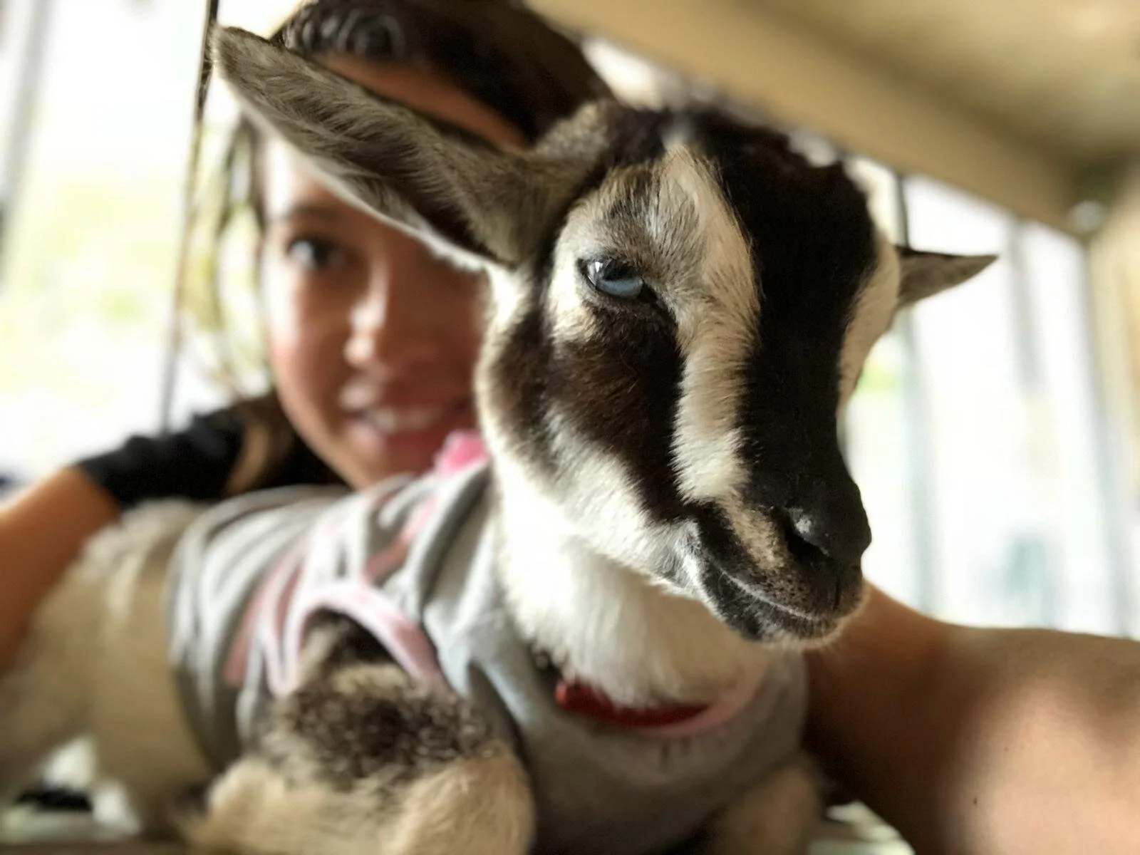ASL Baby Goat Yoga
