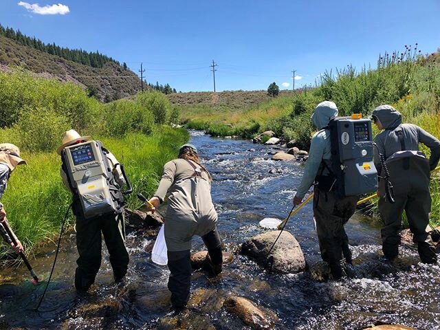 Today is #fieldtechfriday and the last day of #americorpsweek! Did you know that the Sierra Field Technicians that serve out of the Truckee staff office are AmeriCorps members? In the field they electroshock, survey culverts, collect spawning data, a