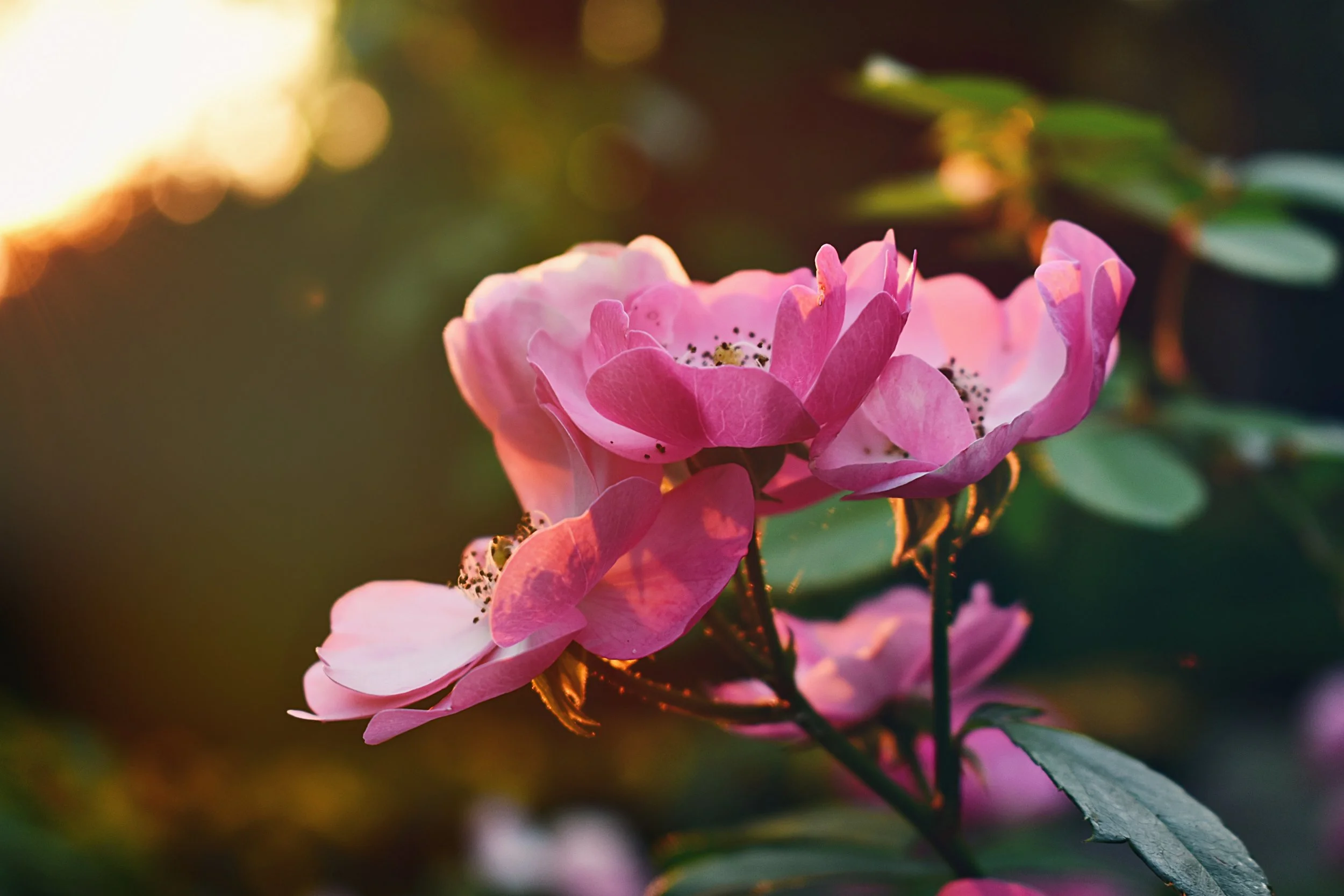 bloom-blooming-blossom-1358889.jpg