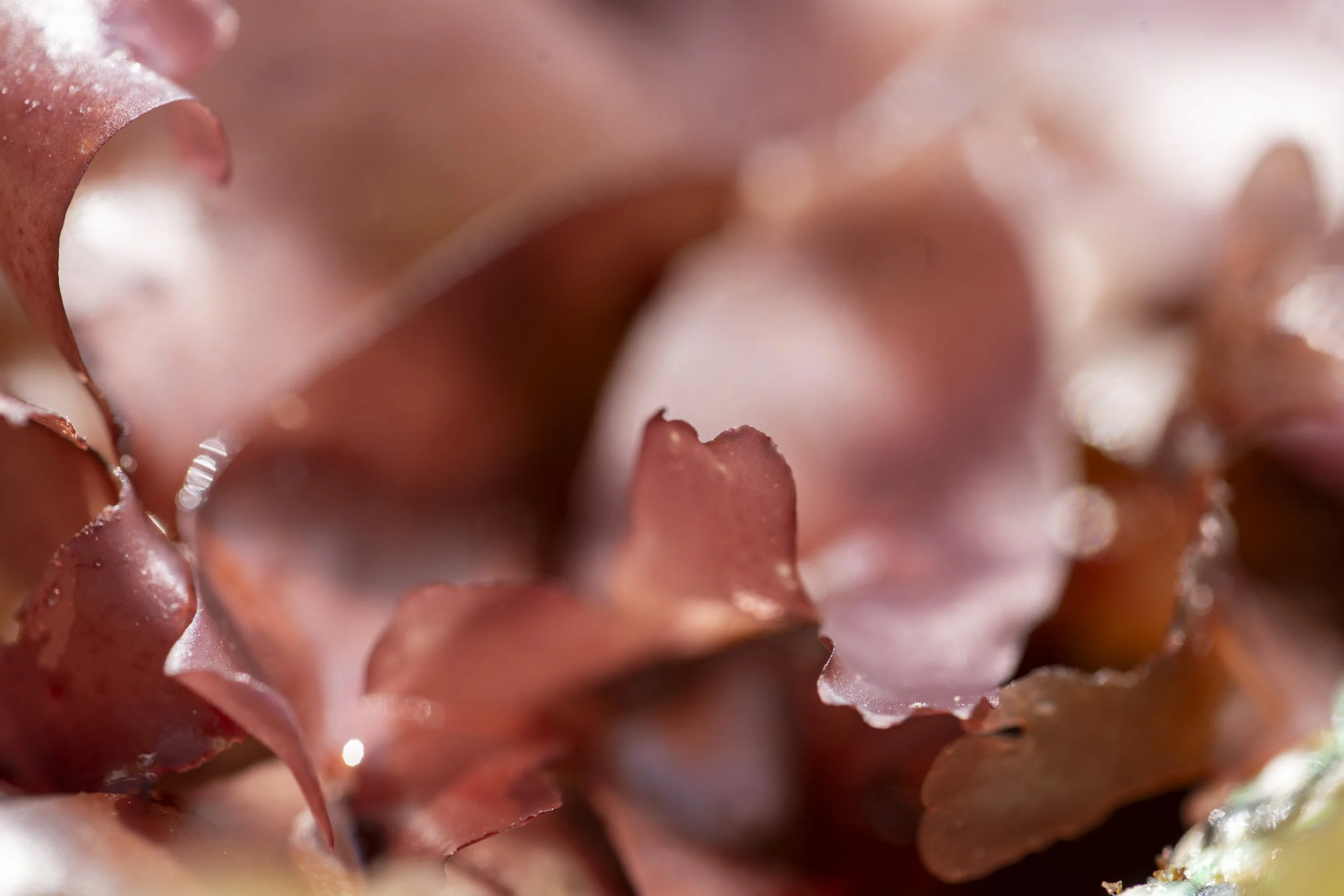 349Seaweed off Cleggan BIM.jpg