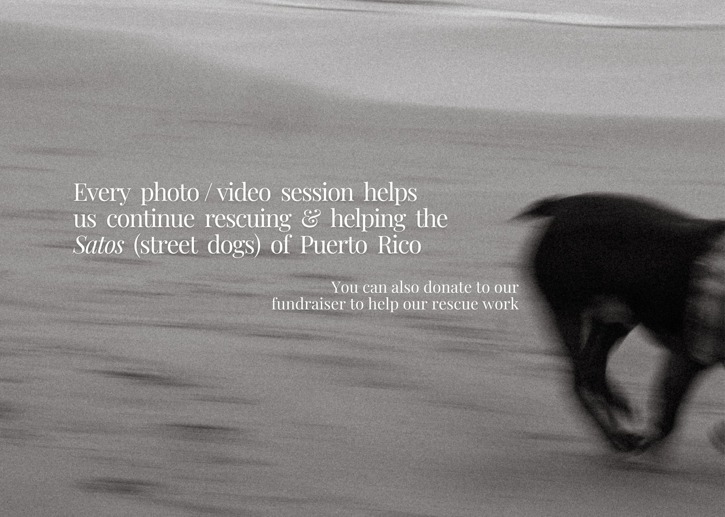 Creative dog photo session