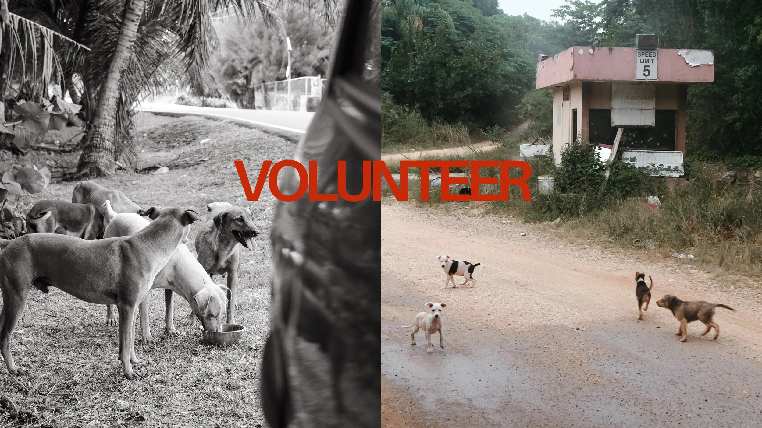 Dog rescue puerto rico photographer