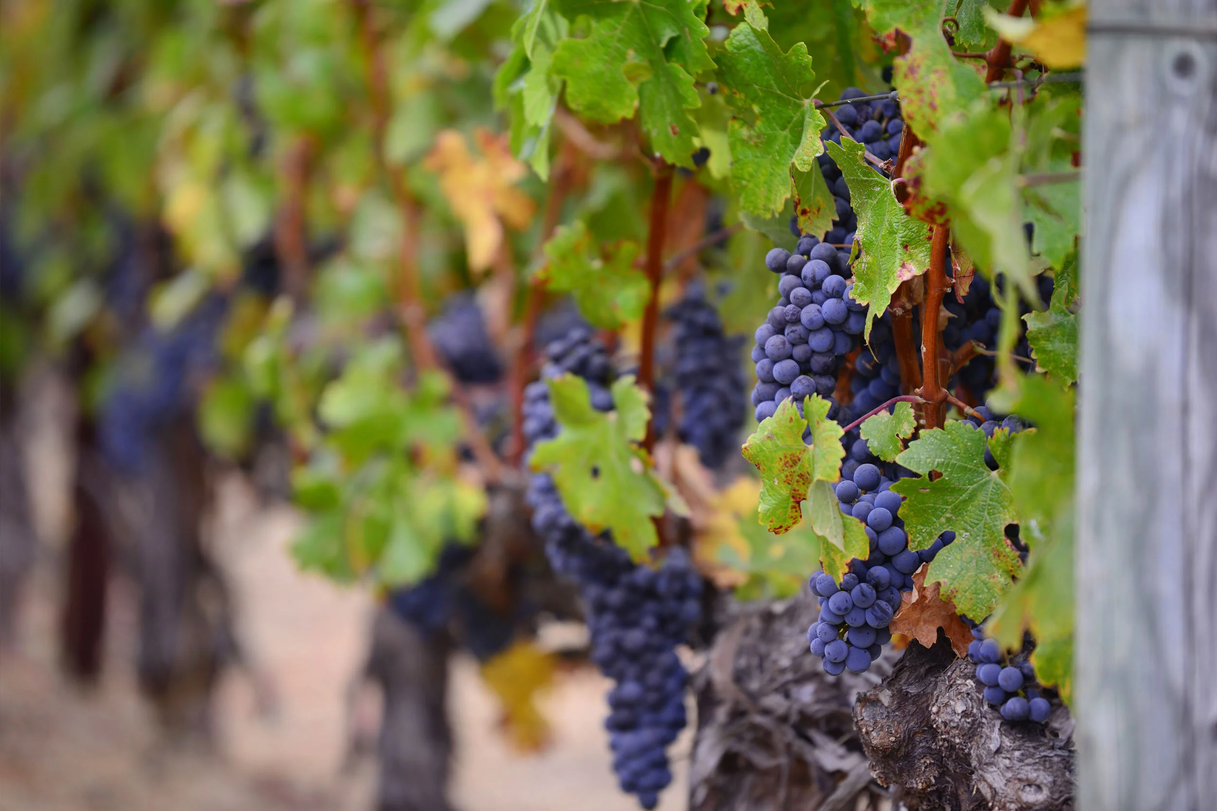 grapevines.jpg