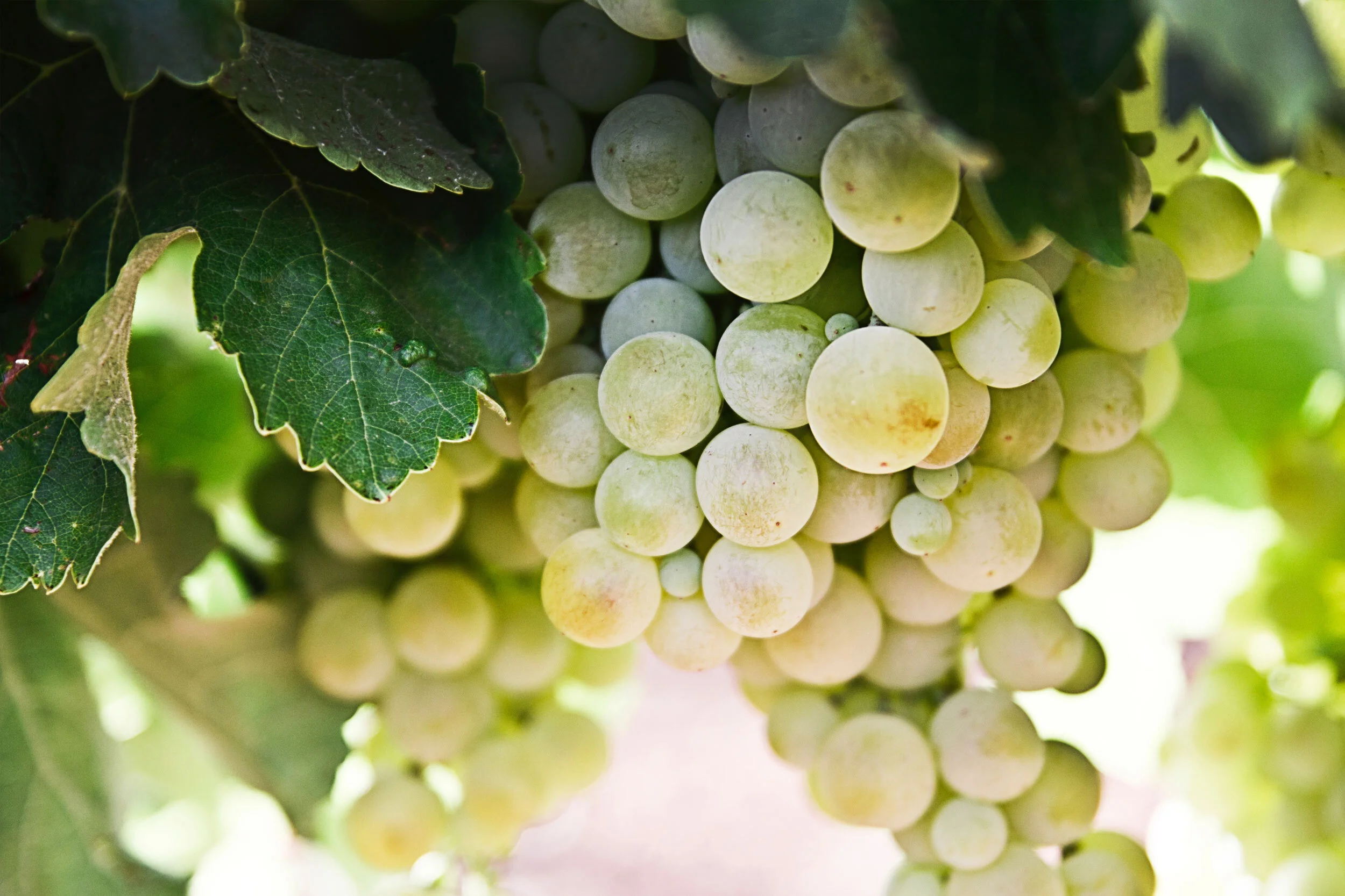 whinte-wine-grapes.jpg