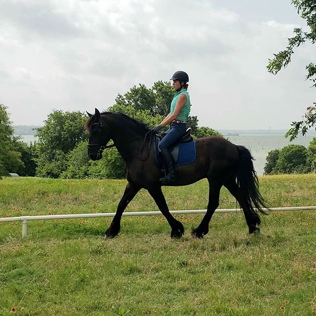 Ever grateful for this horse coming back into my life. He is one of the kindest, most hard working souls out there. I know my students are learning so much from him. 
#howdidigetsolucky #superschoolie #schoolmaster #alwayslearning #grateful #attitude