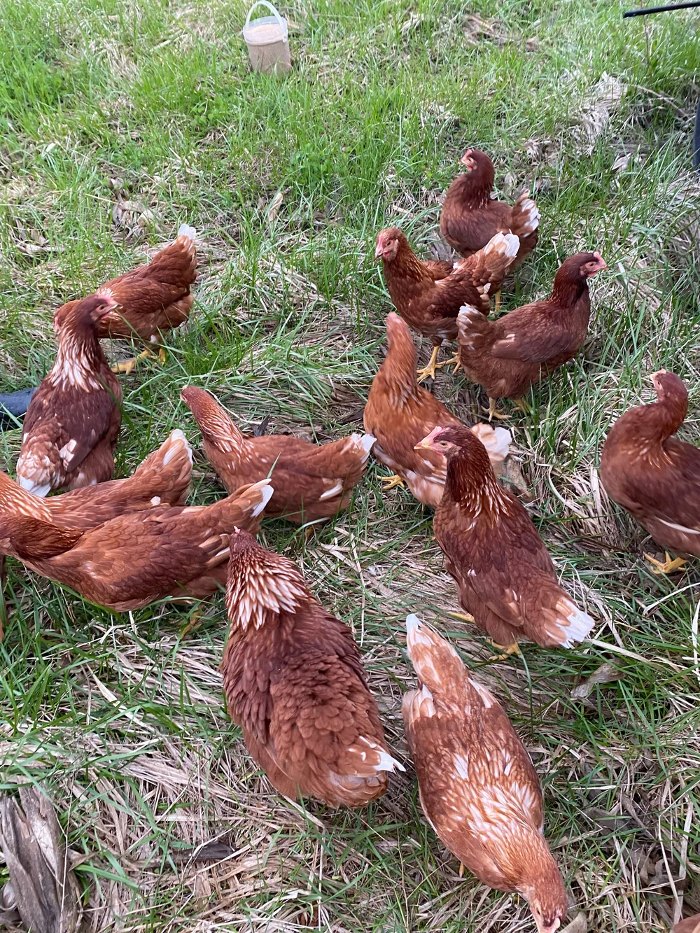 Eggs — Regenerative Life Farm (RLF)