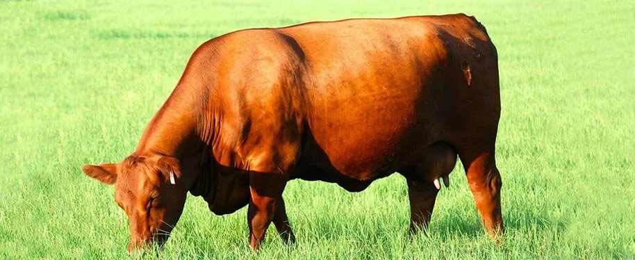 Cow RB.jpg