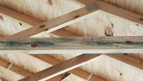 lumberyard-mold_orig.jpg