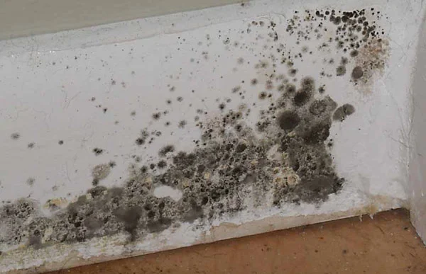 pathogenic_molds_naples.jpg