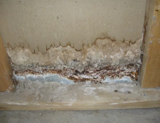 alternaria-mold.jpg