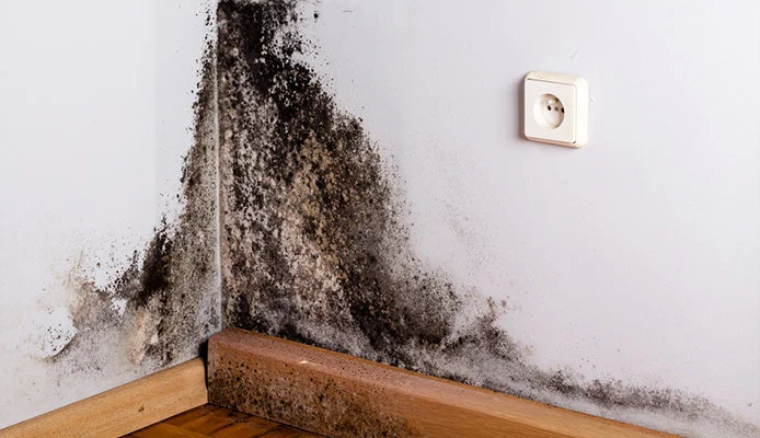 The Complete Guide to Black Mold (Repost)