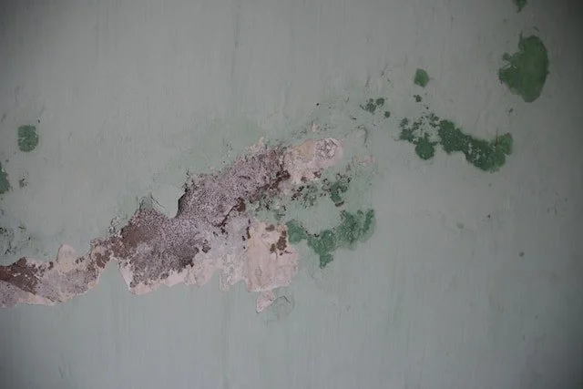 Signs of Mold in Your Home