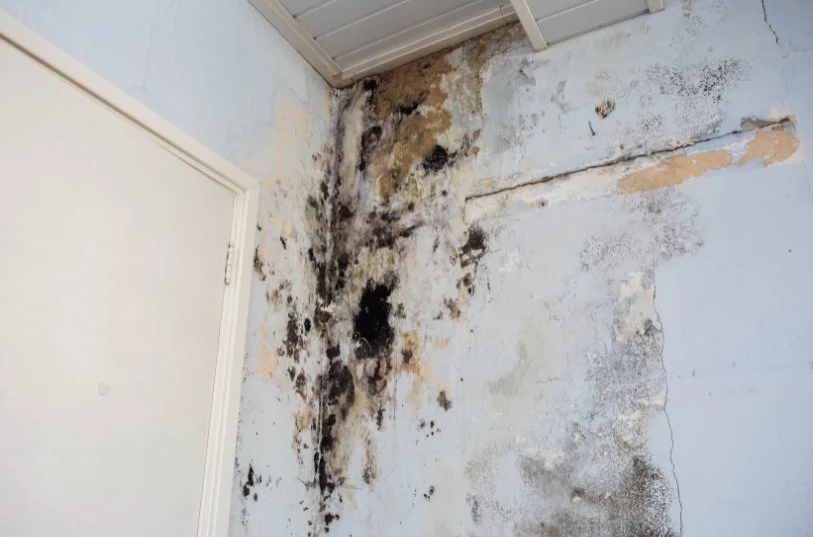 Mold in Southern California: What to Know