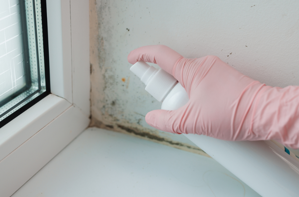 Breathe Easy: Essential Mold Prevention Tips for Your Southern California Home