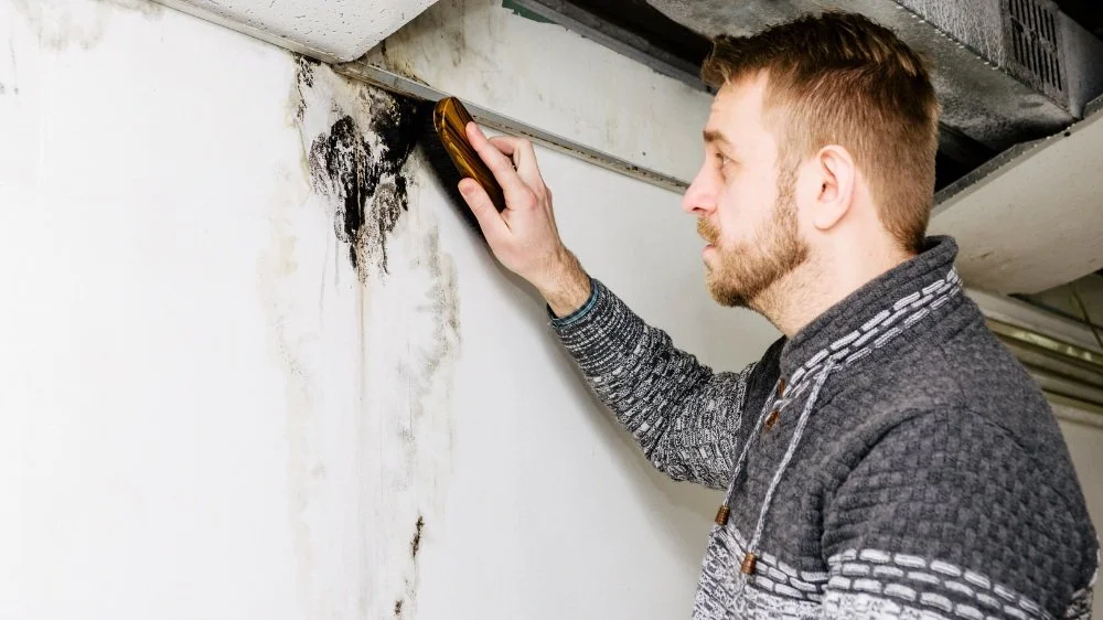 Black Mold Treatment: Ensuring a Safe and Healthy Home with Mold Detection Southern California